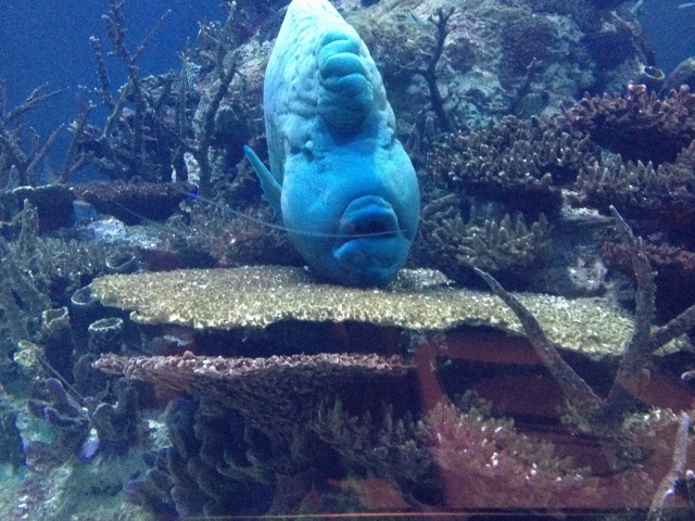 Al Mahara Restaurant Big George