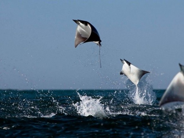 CostaBaja Resort & Spa Manta Rays Sea of Cortez