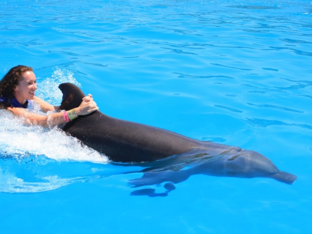 Swimming with Dolphins