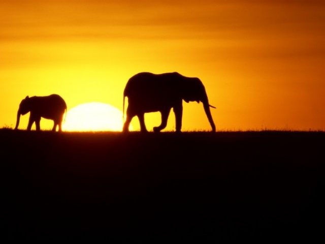 Something About Kenya