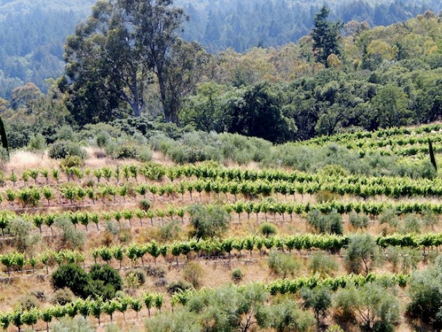 Napa and Sonoma Valleys